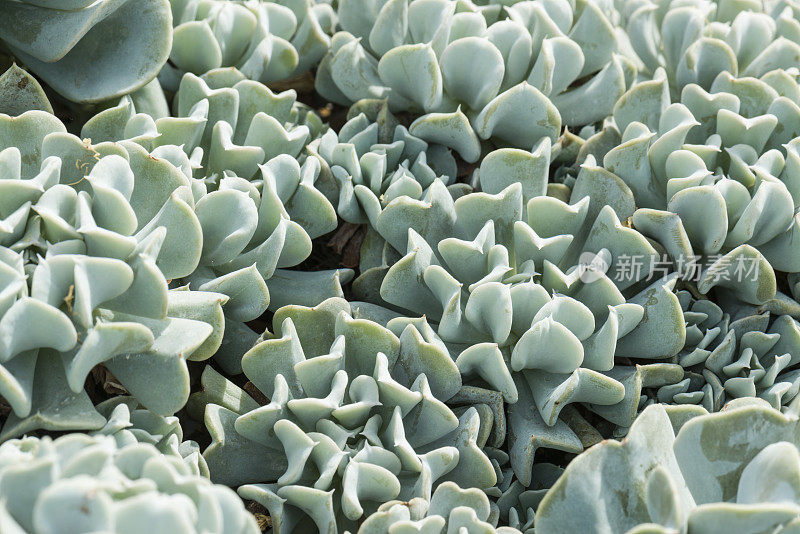 肉质植物(Echeveria Setosa Var.)